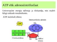 metabolismi esitlus 11 klassi bioloogia #10
