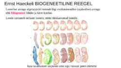Ontogenees – organismi individuaalne areng viljastumisest surmani #12