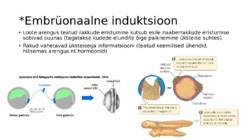 Ontogenees – organismi individuaalne areng viljastumisest surmani #13