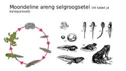 Ontogenees – organismi individuaalne areng viljastumisest surmani #17