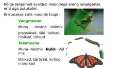 Ontogenees – organismi individuaalne areng viljastumisest surmani #18