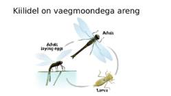 Ontogenees – organismi individuaalne areng viljastumisest surmani #22