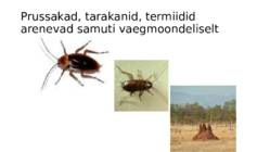 Ontogenees – organismi individuaalne areng viljastumisest surmani #23