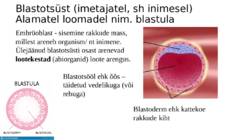 Ontogenees – organismi individuaalne areng viljastumisest surmani #8