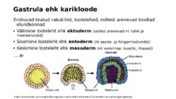 Ontogenees – organismi individuaalne areng viljastumisest surmani #9