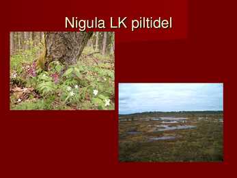 Nigula looduskaitseala #8