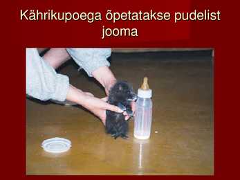 Nigula looduskaitseala #10