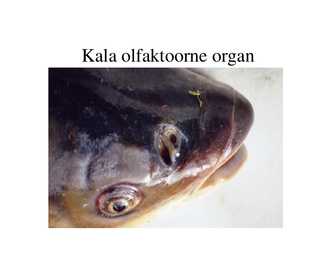 Veekogude toksikoloogia #51