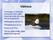Vesipapp #2