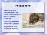 Vesipapp #7