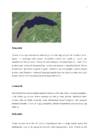 geograafia referaat #7