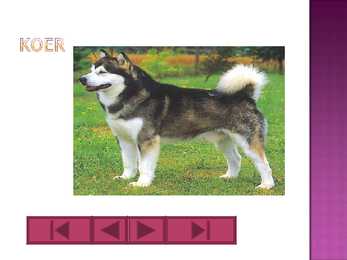 Koer #2