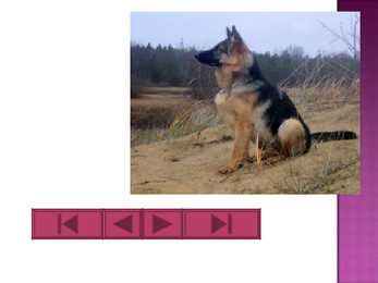 Koer #3