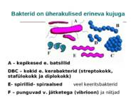 Viirused - esitlus #4