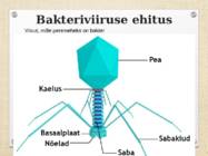 Joonised bakteritest-viirustest-algloomdest #7