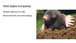 Soo loomad ja taimed #2