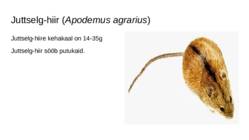 Soo loomad ja taimed #13
