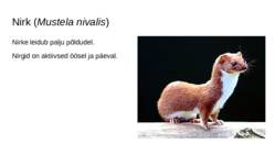 Soo loomad ja taimed #25