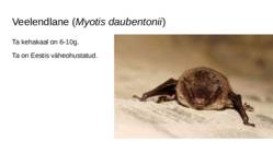 Soo loomad ja taimed #4