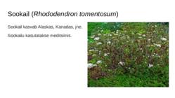 Soo loomad ja taimed #39
