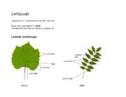 Dendroloogia konspekt-piltidega #25