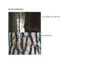 Dendroloogia konspekt-piltidega #6