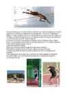 Kergejõustik #6