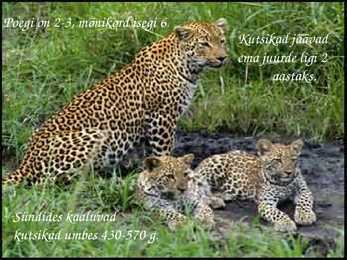Leopard #2
