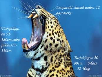 Leopard #3