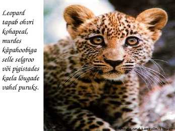 Leopard #4