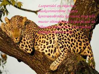 Leopard #5