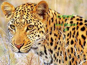 Leopard