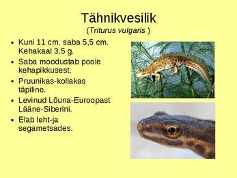 Sabakonnalised #4