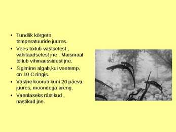 Sabakonnalised #5