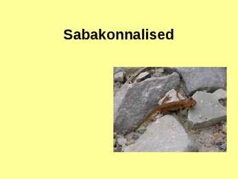 Sabakonnalised
