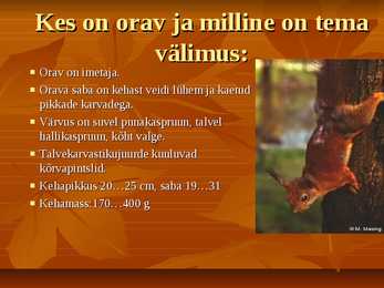 Powerpoint esitlus Oravast #3