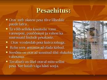 Powerpoint esitlus Oravast #5