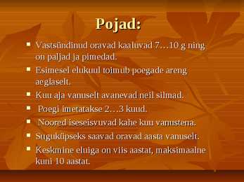 Powerpoint esitlus Oravast #7