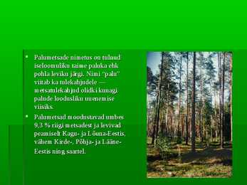 Palumets #2