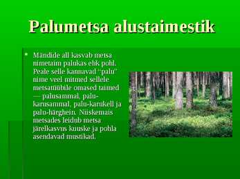 Palumets #4