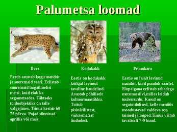Palumets #6