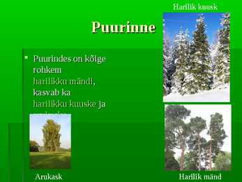 Palumets #7