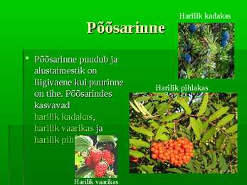 Palumets #8