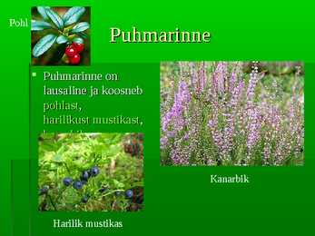 Palumets #9