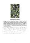 AMORFSED AINED-OMADUSED-KASUTAMINE #4