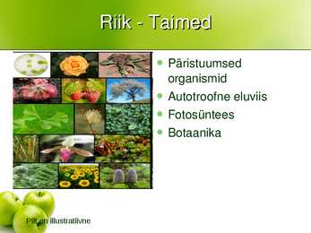 Taime süstemaatika #3