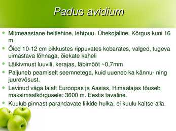 Taime süstemaatika #9