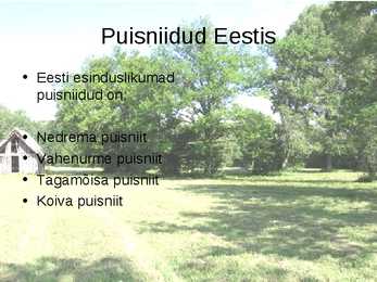 Puisniit #4