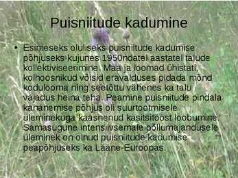 Puisniit #6