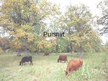 Puisniit